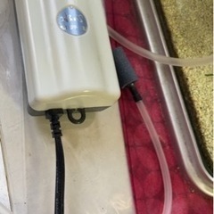 20cm水槽セットとエビの画像
