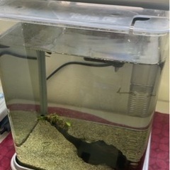 20cm水槽セットとエビの画像