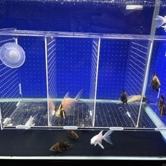 熱帯魚 ダトニオ