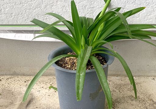 鉢植え アガパンサス