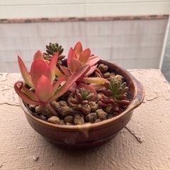 多肉植物🪴