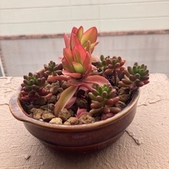 多肉植物🪴の画像