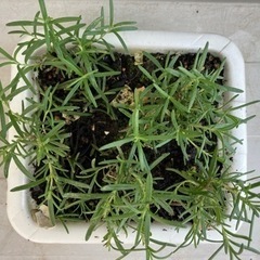 ローズマリーＣの画像