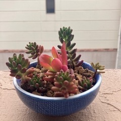 多肉植物🪴