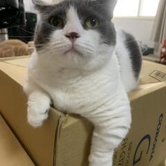 マンチカン