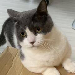 マンチカン − 東京都