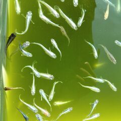 メダカ、金魚及び鉄魚です。(引き取り限定）