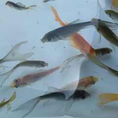 メダカ、金魚及び鉄魚です。(引き取り限定）の画像
