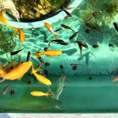 メダカ、金魚及び鉄魚です。(引き取り限定）の画像