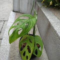 モンステラ　エピプレムノイデス　エスケレートの画像