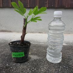 いちじくブリシャッドグリース
