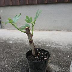 いちじくブリシャッドグリースの画像