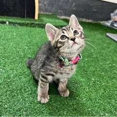 仔猫緊急保護　ナツ【キジトラ】