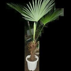 観葉植物　園芸 ガーデニング　観音竹？ 棕櫚竹？シュロ？　樹高は...