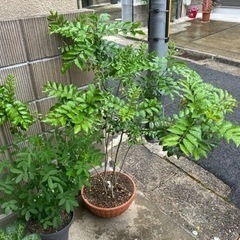 シマトネリコ　寄せ植え