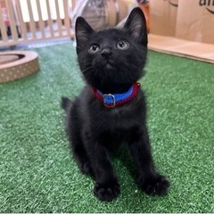 仔猫緊急保護　アキ【黒猫】