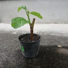 いちじく和製品種の画像