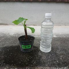 いちじく和製品種