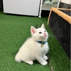 仔猫緊急保護　フユ【白猫】
