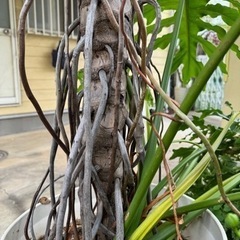 フィロデンドロン　セローム　17号　根上り　観葉植物の画像