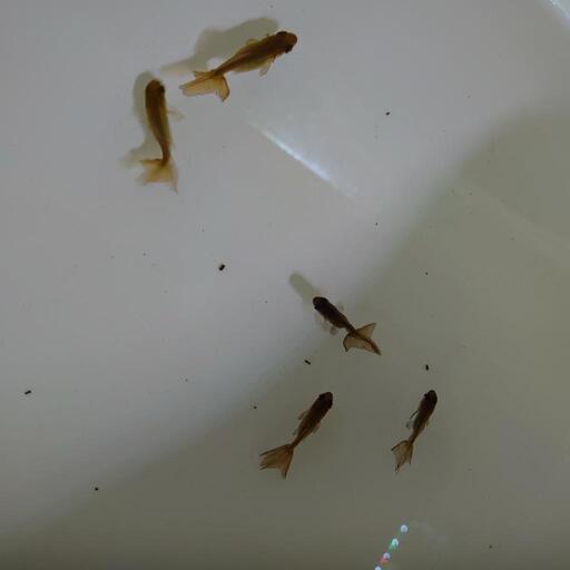 金魚「東海錦稚魚」８号水槽