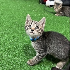 仔猫緊急保護　ハル【キジトラ】