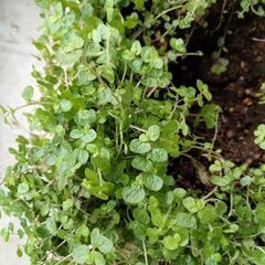 ベビーティアーズ★寄せ植えばらし分