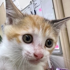 ☆仲良しの三毛猫姉妹☆