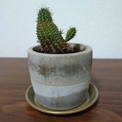 【お譲りします】ユーフォルビア・多肉植物『群星冠』