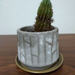 【お譲りします】ユーフォルビア・多肉植物『群星冠』