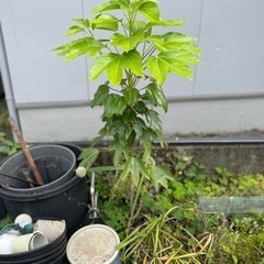カクレミノ・ガーデニング・雑木・和風庭園　