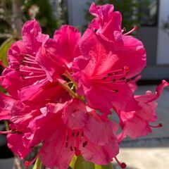 低木】西洋シャクナゲ・濃いピンク花（樹高1.5m）12号スリット鉢付き