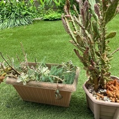 サボテンと多肉植物