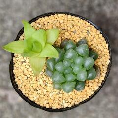 多肉植物　ハオルチア　シンビフォルミス(京の華)　オブツーサ