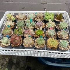 多肉植物⑤ 　1ポット100円