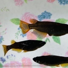 メダカ「サタン（黄ヒレ）」幼魚 3匹の画像
