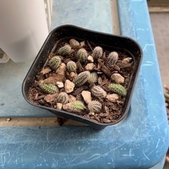 白檀　サボテン　子株