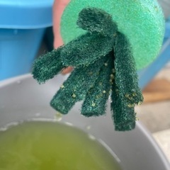 【値下げしました⭐︎】メダカ（アイスブレイク）　の画像