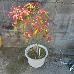 植木、カルミア、赤