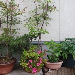 松、サツキなど3点セットの画像