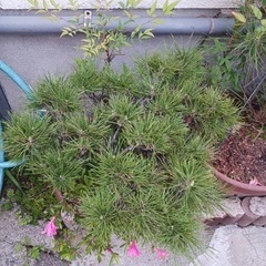 松、サツキなど3点セットの画像