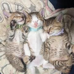 ４月１日産まれのキジ白の男の子🐈