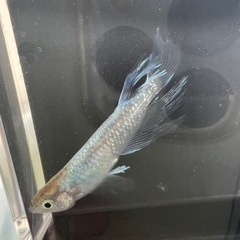 鱗光リアルロングフィン　メダカ　6匹若魚　の画像