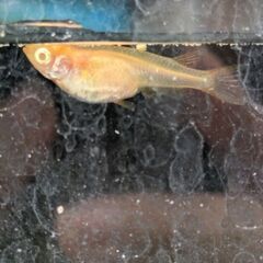 アルビノメダカ　若魚　5匹