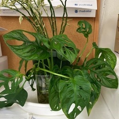 観葉植物の切り苗一本⭐︎ガーデニング