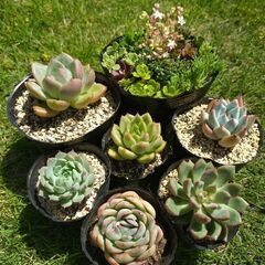 多肉植物