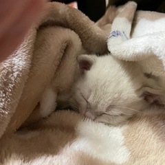 里親募集中です