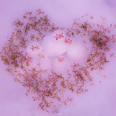 必要な写真を何でも撮影します。 − 埼玉県