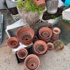 鉢☆植木に☆まとめて☆無料です