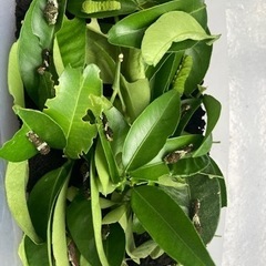 ナミアゲハ蝶？　の幼虫